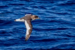 Antarctic petrel. Adult in flight. Southern Ocean, January 2018. Image © Mark Lethlean 2018 birdlifephotography.org.au by Mark Lethlean.