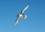 Antarctic petrel. Adult in flight. Hop Island, Prydz Bay, Antarctica, January 1990. Image © Colin Miskelly by Colin Miskelly.