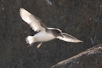 Antarctic petrel. Adult preparing to land at breeding colony. Haswell Island, near Mirny Station, Antarctica, November 2012. Image © Sergey Golubev by Sergey Golubev.