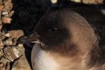 Antarctic petrel. Adult at breeding colony. Haswell Island, near Mirny Station, Antarctica, November 2012. Image © Sergey Golubev by Sergey Golubev.