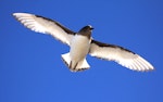 Antarctic petrel. Adult in flight (ventral). Haswell Island, near Mirny Station, Antarctica, November 2012. Image © Sergey Golubev by Sergey Golubev.