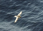 Antarctic petrel. In flight, dorsal. Southern Indian Ocean, November 1989. Image © Colin Miskelly by Colin Miskelly.