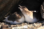 Antarctic petrel. Courting pair at nest. Haswell Island, near Mirny Station, Antarctica, November 2012. Image © Sergey Golubev by Sergey Golubev.