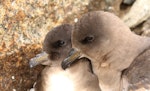 Antarctic petrel. Pair at breeding colony. Haswell Island, near Mirny Station, Antarctica, October 2012. Image © Sergey Golubev by Sergey Golubev.