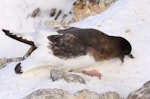 Antarctic petrel. Adult digging snow from nest site. Haswell Island, near Mirny Station, Antarctica, October 2012. Image © Sergey Golubev by Sergey Golubev.