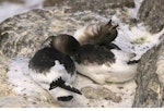 Antarctic petrel. Pair courtship displaying at nest site. Haswell Island, near Mirny Station, Antarctica, October 2012. Image © Sergey Golubev by Sergey Golubev.