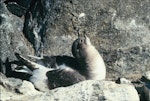 Antarctic petrel. Adult displaying at nest site. Hop Island, Prydz Bay, Antarctica, December 1989. Image © Colin Miskelly by Colin Miskelly.