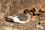 Antarctic petrel. Adult on nest. Haswell Island, near Mirny Station, Antarctica, November 2012. Image © Sergey Golubev by Sergey Golubev.