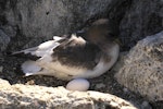 Antarctic petrel. Adult and egg at nest. Haswell Island, near Mirny Station, Antarctica, November 2012. Image © Sergey Golubev by Sergey Golubev.