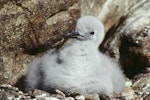 Antarctic petrel. Downy chick. Hop Island, Prydz Bay, Antarctica, February 1990. Image © Colin Miskelly by Colin Miskelly.