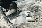 Antarctic petrel. Adult guarding young chick. Hop Island, Prydz Bay, Antarctica, February 1990. Image © Colin Miskelly by Colin Miskelly.