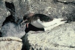 Antarctic petrel. Adult feeding chick. Hop Island, Prydz Bay, Antarctica, February 1990. Image © Colin Miskelly by Colin Miskelly.