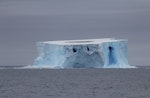 Antarctic petrel. Large flock roosting on tabular iceberg. Southern Indian Ocean, February 2016. Image © Sergey Golubev by Sergey Golubev.