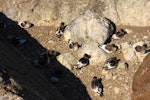 Antarctic petrel. Adults on nests. Haswell Island, near Mirny Station, Antarctica, November 2012. Image © Sergey Golubev by Sergey Golubev.