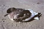 Antarctic petrel. Sick bird. Rangitikei River mouth, October 1990. Image © Alan Tennyson by Alan Tennyson.