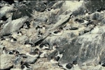 Antarctic petrel. Breeding colony. Hop Island, Prydz Bay, Antarctica, January 1990. Image © Colin Miskelly by Colin Miskelly.