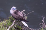 Red-footed booby. Adult brown morph. Muriwai gannet colony, December 2021. Image © Brian Mallinger by Brian Mallinger.