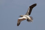 Red-footed booby. Pale morph adult in flight. Muriwai gannet colony, January 2017. Image © Donald Snook by Donald Snook.