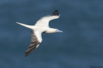 Red-footed booby. White morph adult in flight, showing upperparts. Hawaii, October 2015. Image © Michael Ashbee by Michael Ashbee.