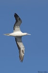 Red-footed booby. White morph adult showing underside. Hawaii, October 2015. Image © Michael Ashbee by Michael Ashbee.