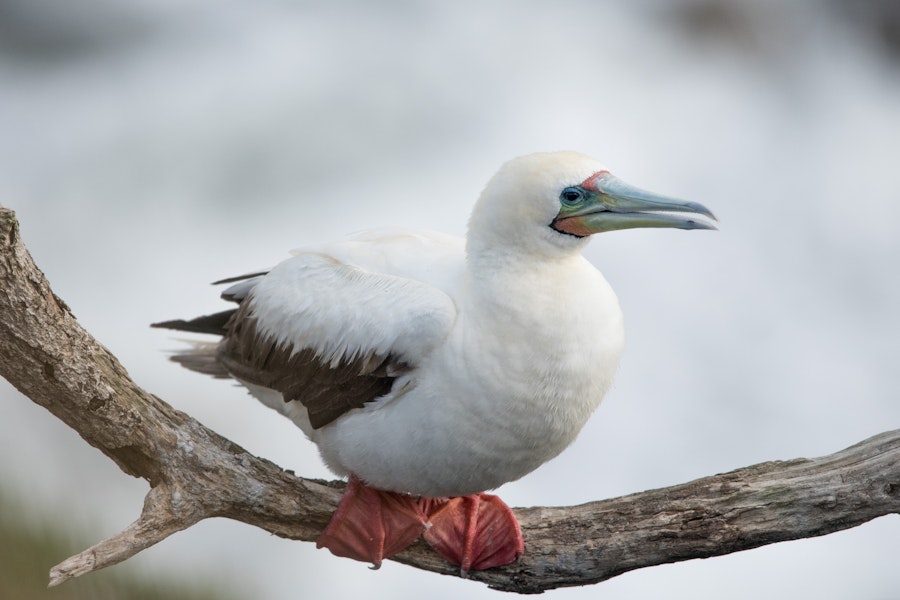 Red-footed booby. Pale morph adult perching. Muriwai gannet colony, January 2017. Image © Edin Whitehead by Edin Whitehead.