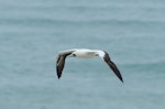 Red-footed booby. Pale morph adult in flight. Muriwai gannet colony, January 2017. Image © Jim Harding by Jim Harding.