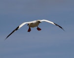 Red-footed booby. Pale morph adult in flight. Muriwai gannet colony, January 2017. Image © Donald Snook by Donald Snook.