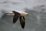 Red-footed booby. White morph adult flying. Muriwai gannet colony, January 2017. Image © Oscar Thomas by Oscar Thomas.