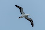 Red-footed booby. Pale morph adult in flight. Muriwai gannet colony, January 2017. Image © Jim Harding by Jim Harding.