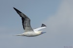 Red-footed booby. White morph adult in flight, showing underwing. Hawaii, October 2015. Image © Michael Ashbee by Michael Ashbee.