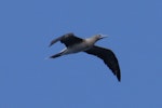 Red-footed booby. Intermediate morph adult in flight (first New Zealand record). Napier Islet, Kermadec Islands, March 2016. Image © Chris Collins by Chris Collins.