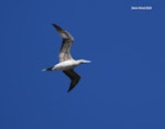 Red-footed booby. Intermediate morph adult in flight. Napier Islet, Kermadec Islands, April 2016. Image © Steve Wood by Steve Wood.