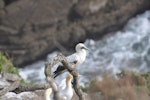 Red-footed booby. Pale morph adult. Muriwai gannet colony, January 2017. Image © Blair Outhwaite by Blair Outhwaite.