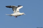 Red-footed booby. White morph adult in flight, showing red feet. Hawaii, October 2015. Image © Michael Ashbee by Michael Ashbee.