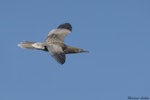 Red-footed booby. Juvenile in flight. Hawaii, October 2105. Image © Michael Ashbee by Michael Ashbee.