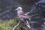 Red-footed booby. Adult brown morph. Muriwai gannet colony, December 2021. Image © Brian Mallinger by Brian Mallinger.