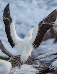 Red-footed booby. Pale morph adult with wings raised. Muriwai gannet colony, January 2017. Image © Jim Harding by Jim Harding.