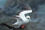 Red-footed booby. Pale morph adult. Muriwai gannet colony, January 2017. Image © Les Feasey by Les Feasey.