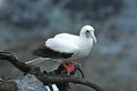 Red-footed booby. Pale morph adult. Muriwai gannet colony, January 2017. Image © Les Feasey by Les Feasey.