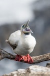 Red-footed booby. Pale morph adult yawning. Muriwai gannet colony, January 2017. Image © Edin Whitehead by Edin Whitehead.