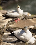 Red-footed booby. Pale morph adult showing underside of bill in comparison with nearby gannet. Muriwai gannet colony, January 2017. Image © John and Melody Anderson, Wayfarer International Ltd by John and Melody Anderson.