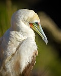 Red-footed booby. Pale morph adult at roost. Muriwai, January 2017. Image © Paul Kettel by Paul Kettel.