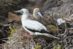 Red-footed booby. Adult pair on nest (white morph and brown morph). San Cristobal Island, Galapagos Islands, August 2016. Image © Rebecca Bowater by Rebecca Bowater FPSNZ AFIAP.