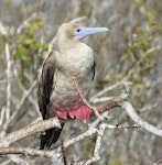 Red-footed booby. Intermediate morph adult roosting. Tower Island, Galapagos Islands, August 2016. Image © Rebecca Bowater by Rebecca Bowater FPSNZ AFIAP.