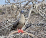 Red-footed booby. Brown morph adult roosting in tree. Tower Island, Galapagos Islands, August 2016. Image © Rebecca Bowater by Rebecca Bowater FPSNZ AFIAP.