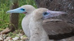 Red-footed booby. Head of subadult (foreground) and adult (background) - both intermediate morph. Darwin Bay Beach, Genovesa, Galapagos Islands, June 2014. Image © Judi Lapsley Miller by Judi Lapsley Miller.