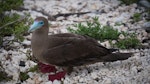 Red-footed booby. Adult (brown morph). Darwin Bay Beach, Genovesa, Galapagos Islands, June 2014. Image © Judi Lapsley Miller by Judi Lapsley Miller.