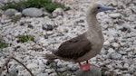 Red-footed booby. Adult (intermediate morph). Darwin Bay Beach, Genovesa, Galapagos Islands, June 2014. Image © Judi Lapsley Miller by Judi Lapsley Miller.