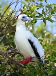 Red-footed booby. White morph adult roosting. Cosmoledo Atoll, Seychelles, December 2015. Image © Tony Crocker by Tony Crocker.