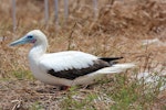 Red-footed booby. Adult, white morph, on nest. Raine Island, Queensland, Australia, September 2014. Image © David Stewart by David Stewart.